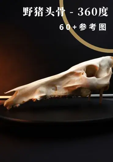 野猪头骨 – 360度参考照片