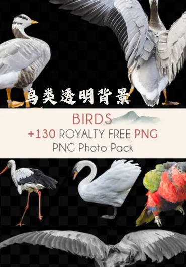鸟类透明背景高清参考图