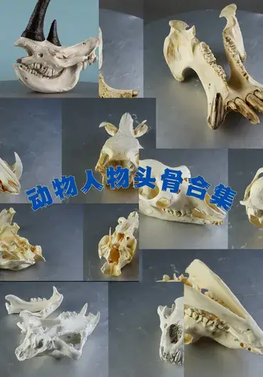 动物头骨高清图片合集