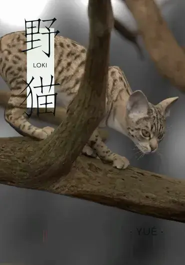 洛基猫 高精度绑定资产