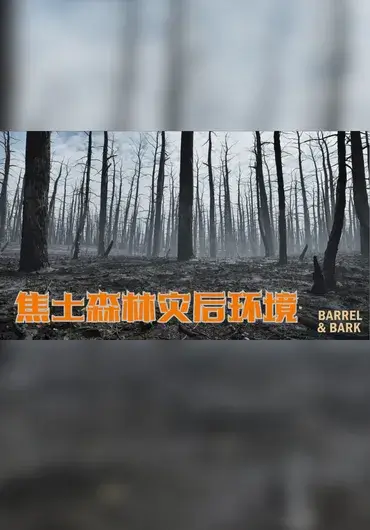 Unreal – 焦土森林灾后场景