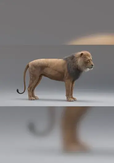 Missset – 写实毛发绑定狮子 3D 模型